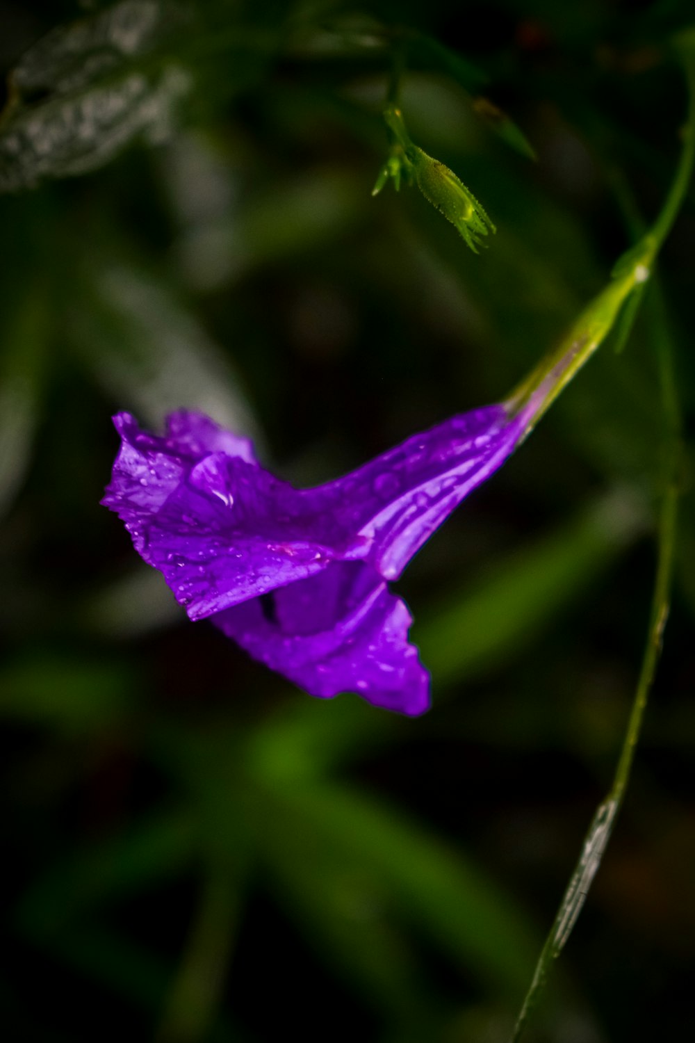 물방울이 있는 보라색 꽃