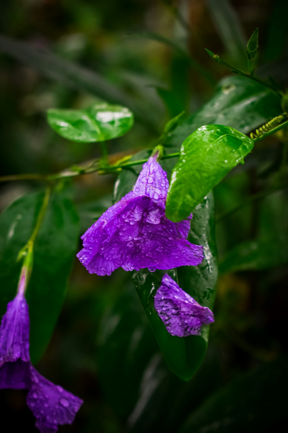 flores roxas com folhas verdes no fundo