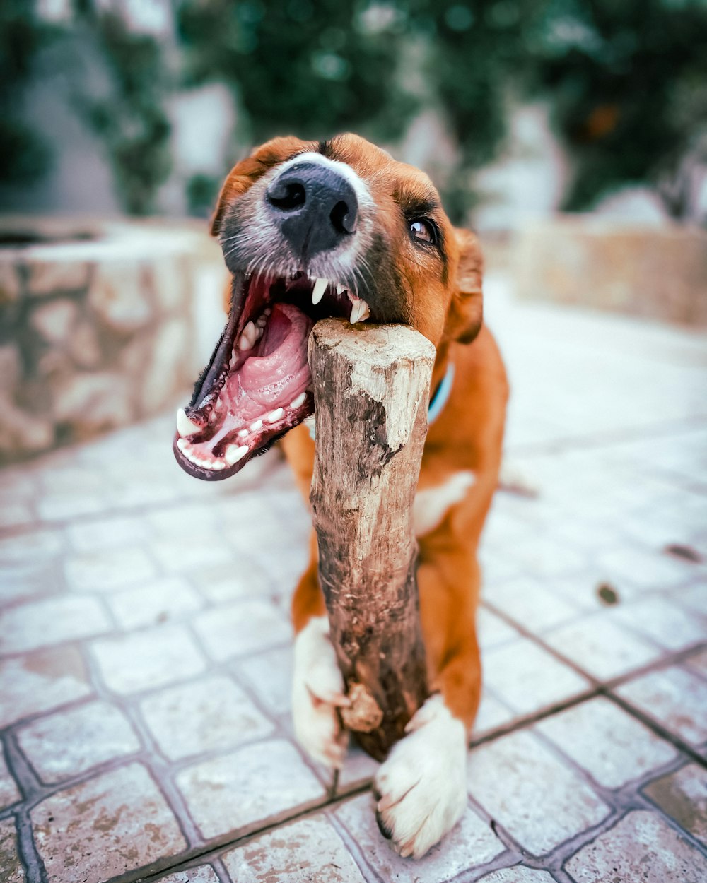 a brown and white dog holding a wooden stick