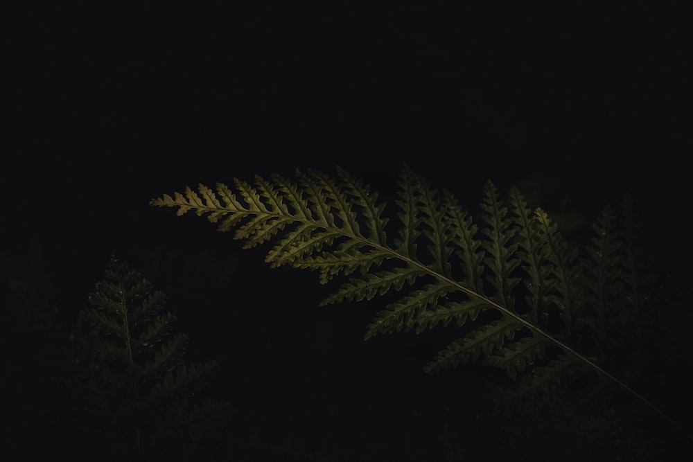 a fern leaf in the dark on a dark night