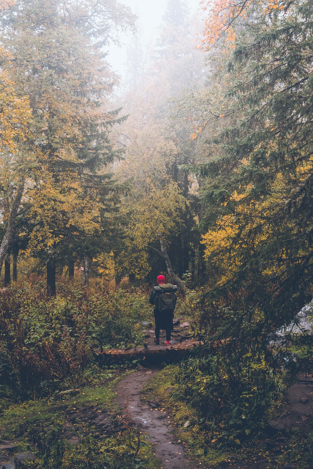 a person standing on a fallen log in a forest