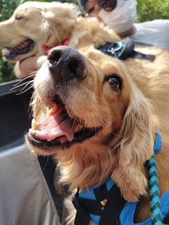 a couple of dogs sitting next to each other