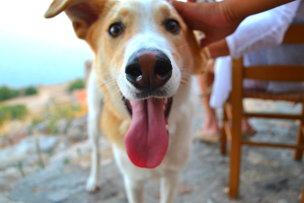 a person petting a brown and white dog