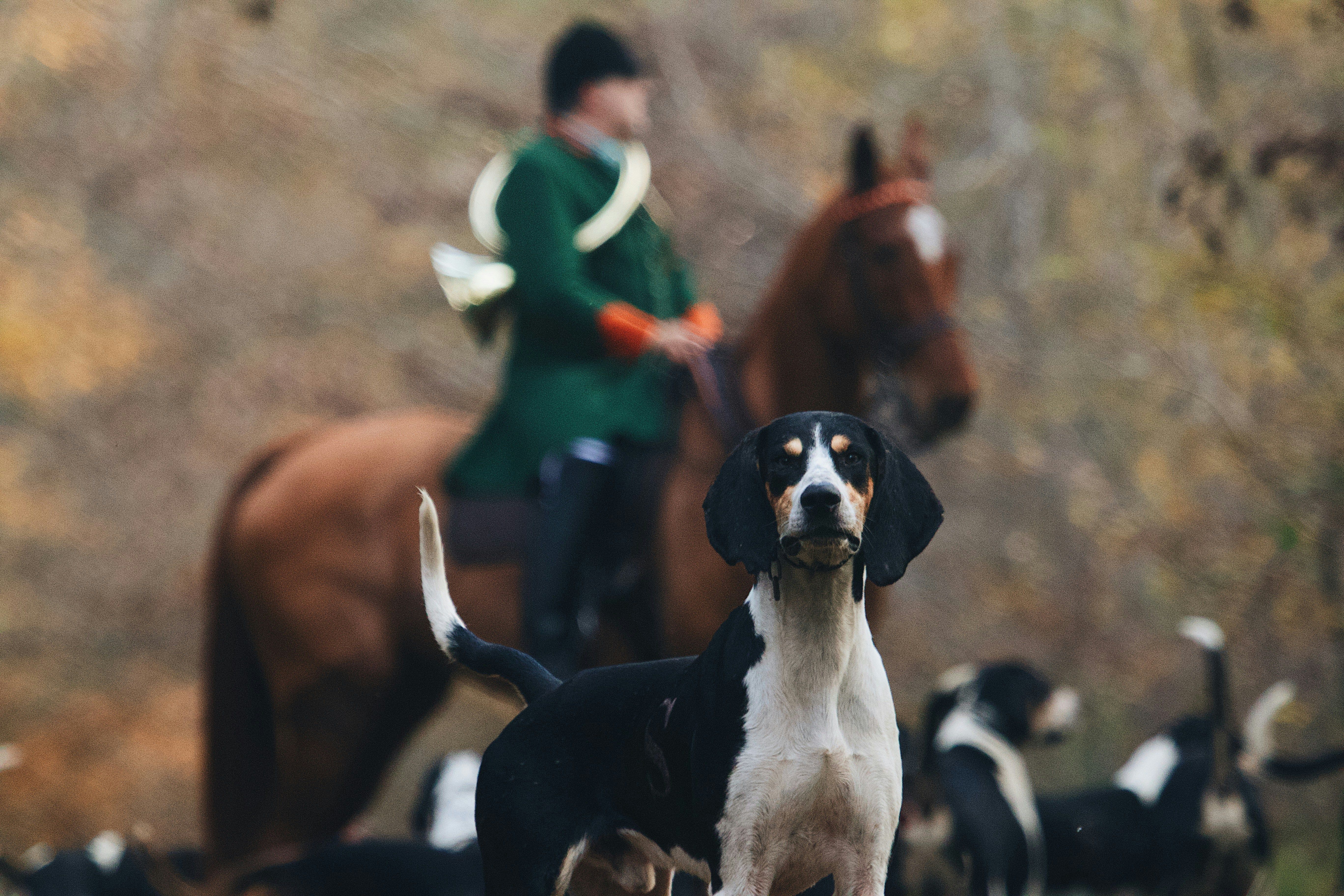 a man riding a horse with a dog in front of him
