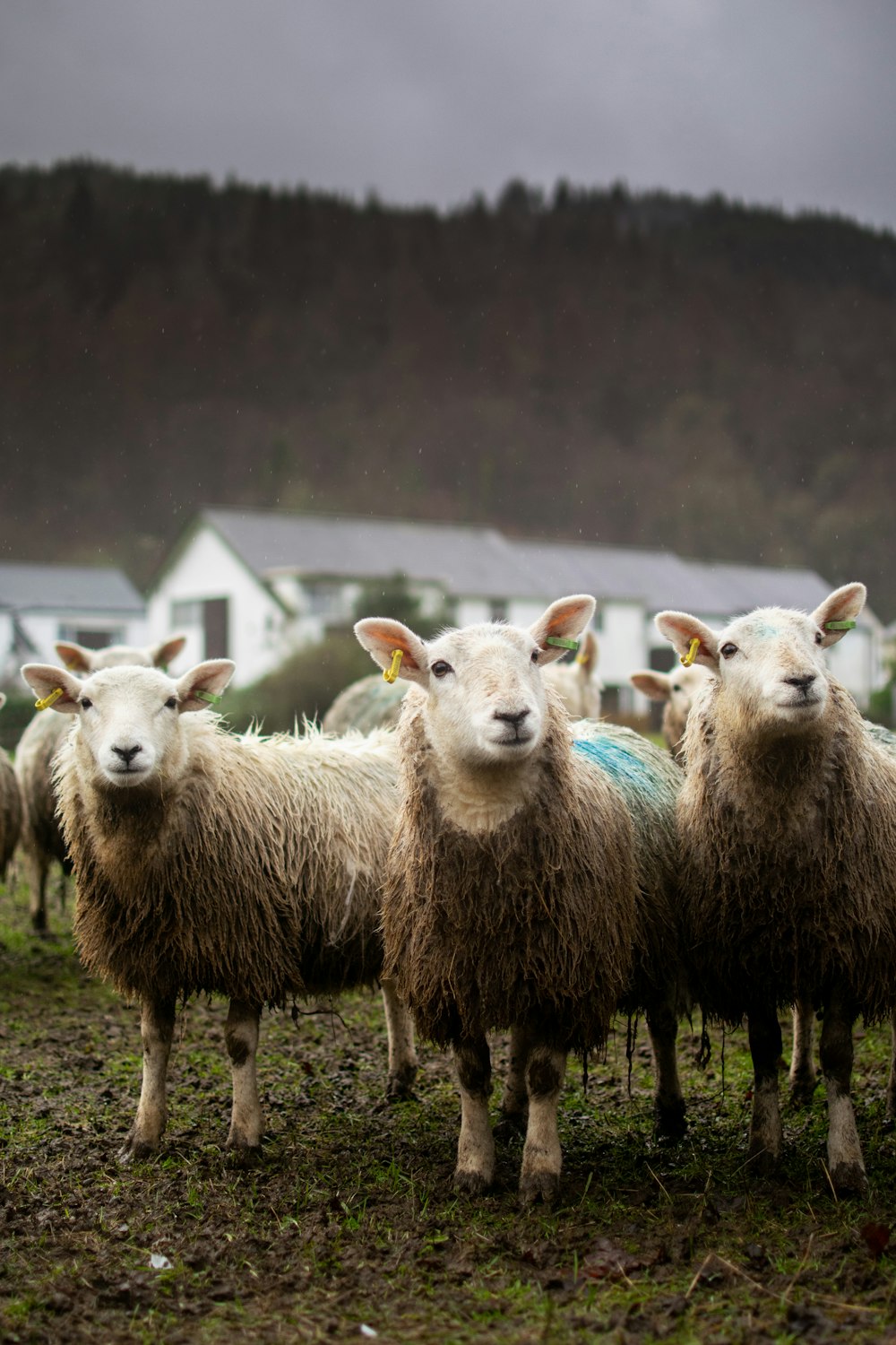 a herd of sheep standing on top of a lush green field