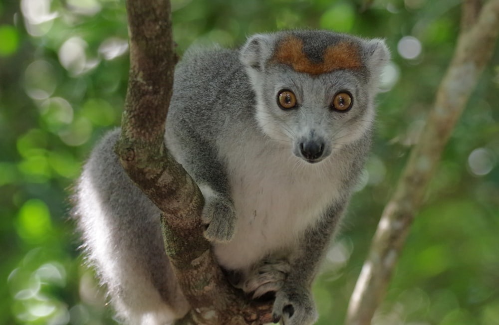 a small gray and white animal sitting on a tree branch