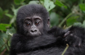 A volunteer gently observing a gorilla in the lush Ugandan forest during a tracking expedition.