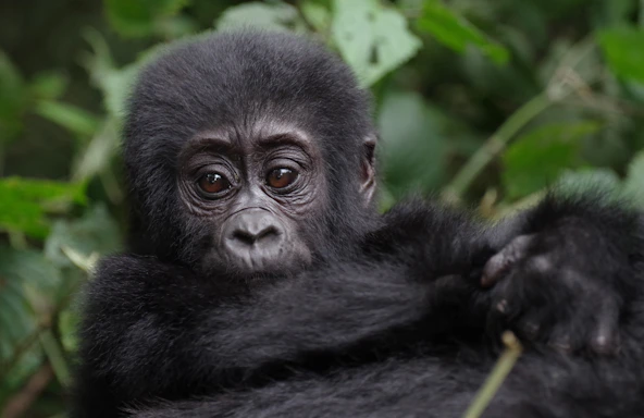 A volunteer gently observing a gorilla in the lush Ugandan forest during a tracking expedition.