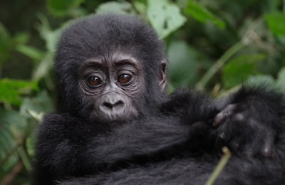a close up of a monkey with a bush in the background