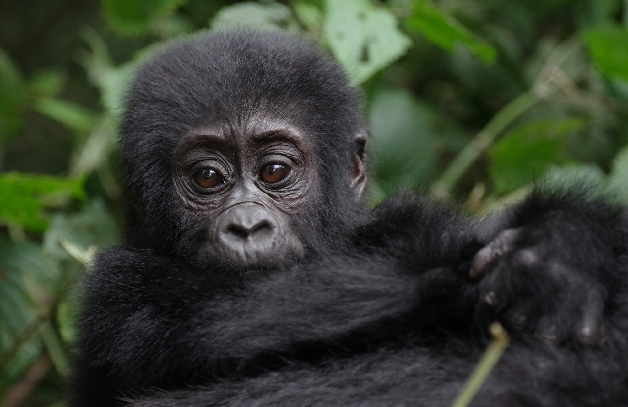 a close up of a monkey with a bush in the background