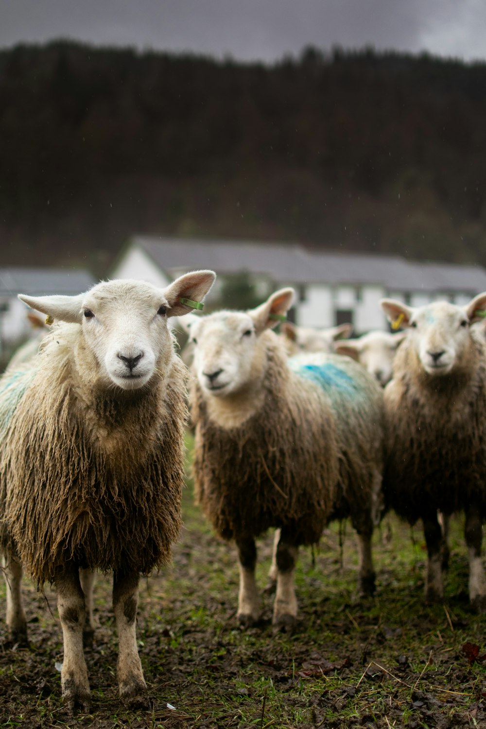 a herd of sheep standing on top of a lush green field