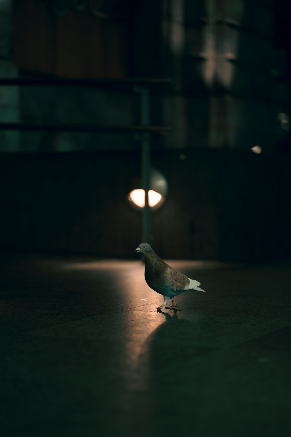 a small bird standing on the ground in the dark