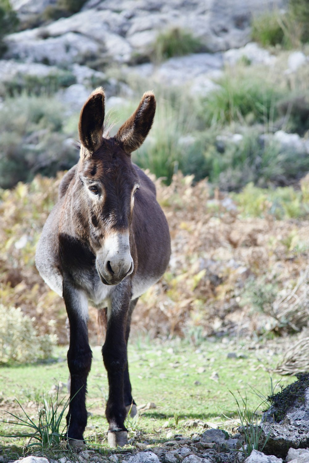 a donkey is standing in a field of grass