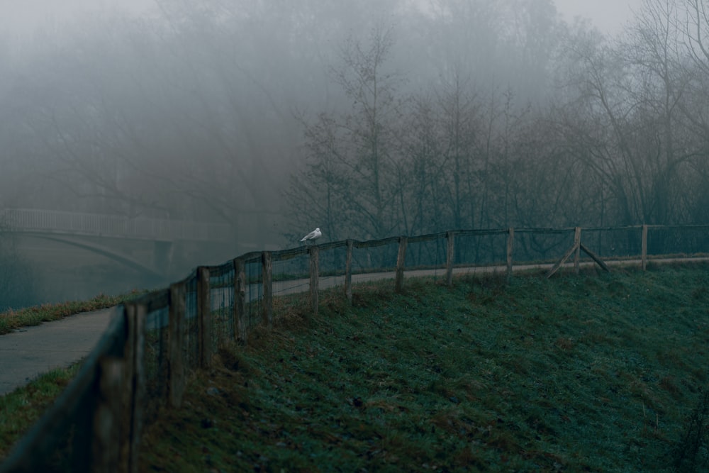 a bird sitting on a fence in the fog