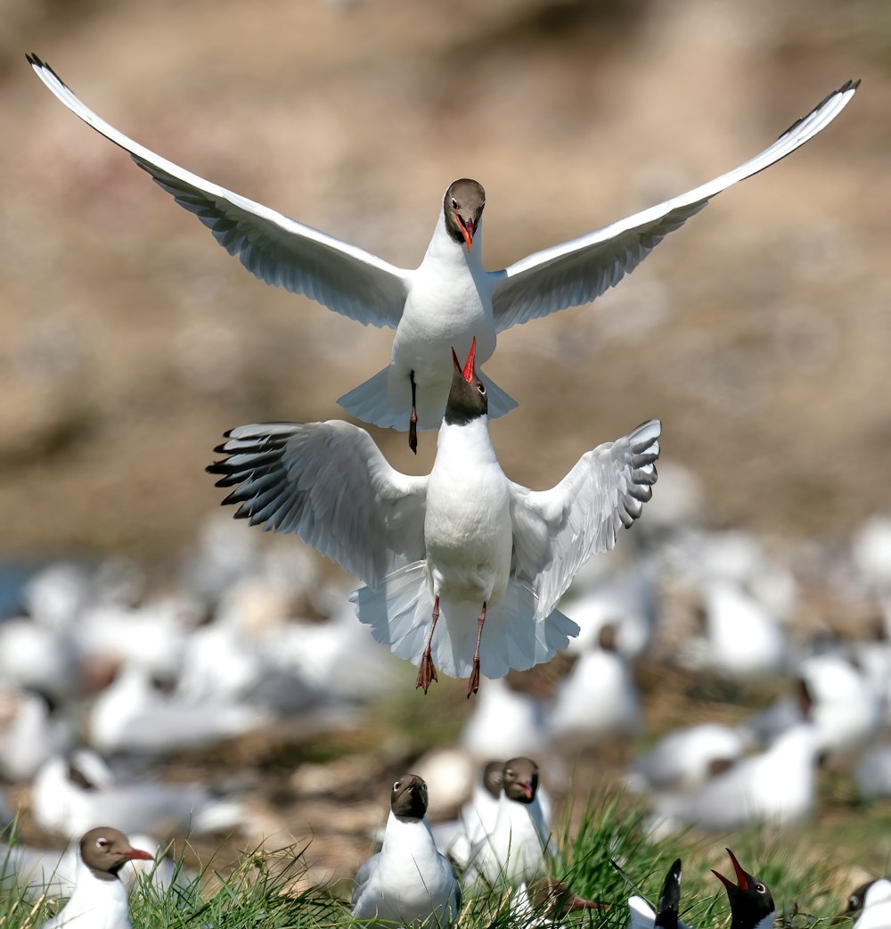 a flock of birds standing on top of a grass covered field