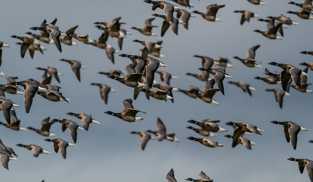 a flock of birds flying through a cloudy blue sky