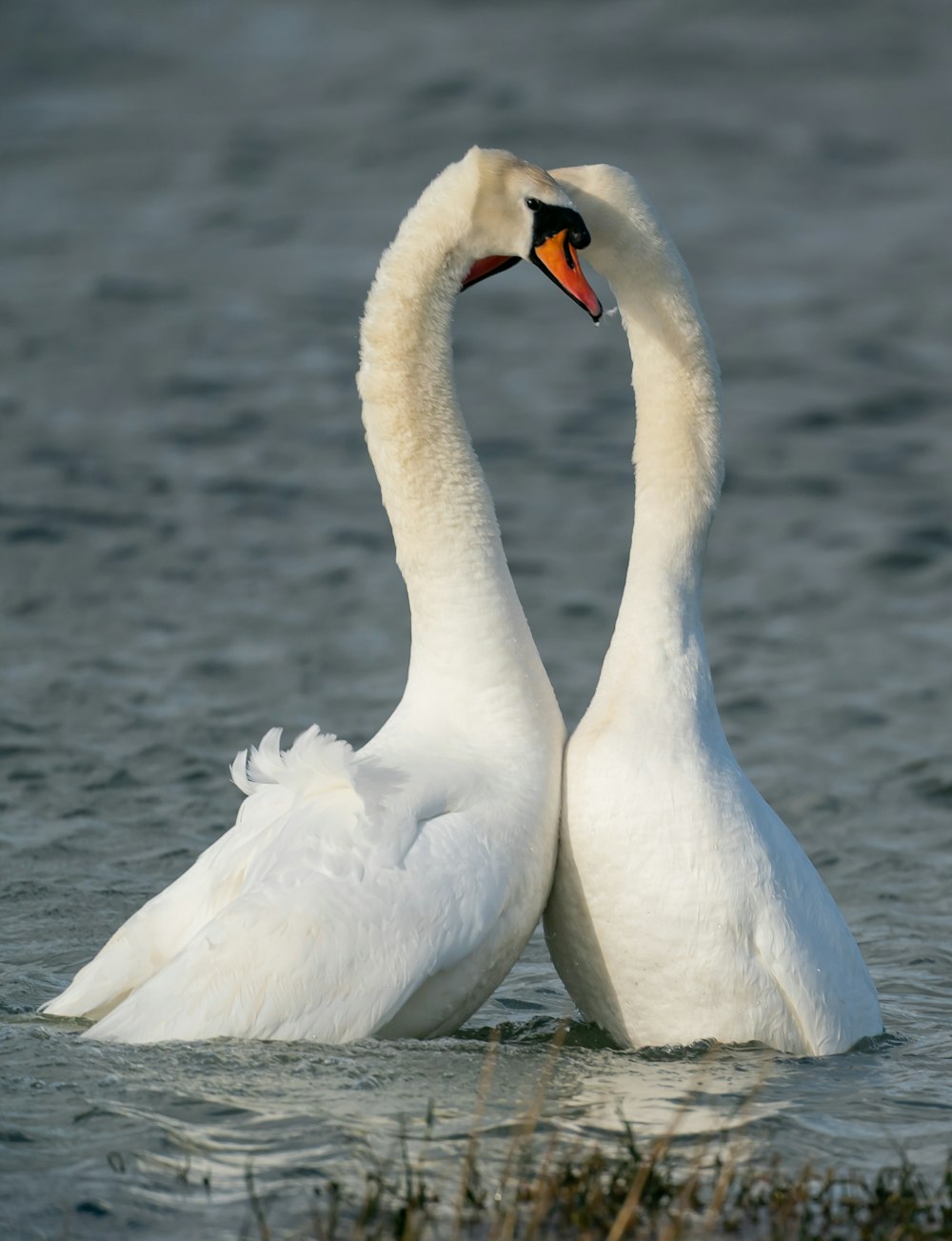 two white swans are swimming in the water