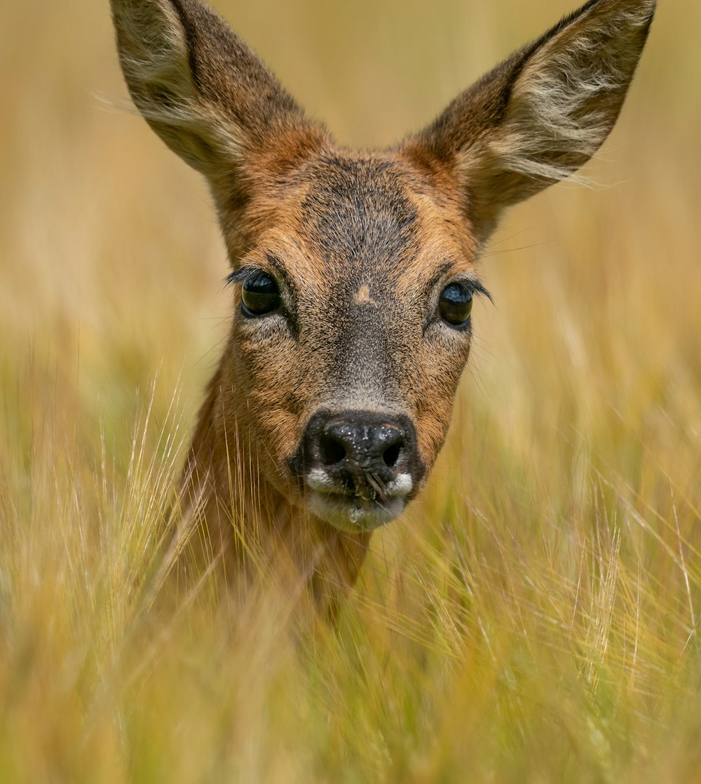 a small deer is standing in the tall grass
