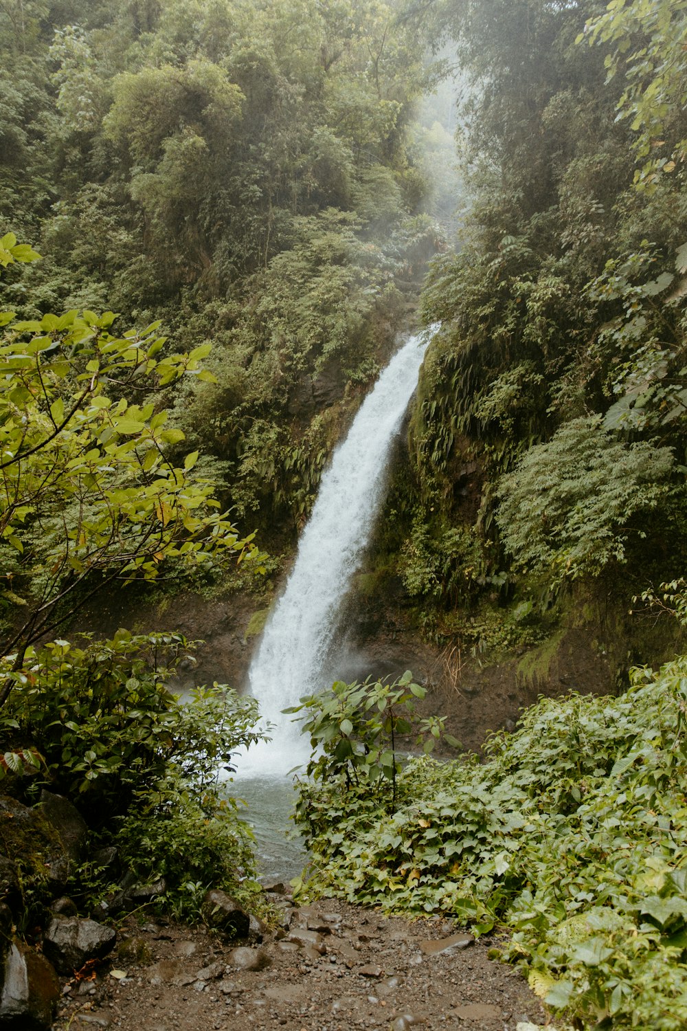 Une petite cascade au milieu d’une forêt