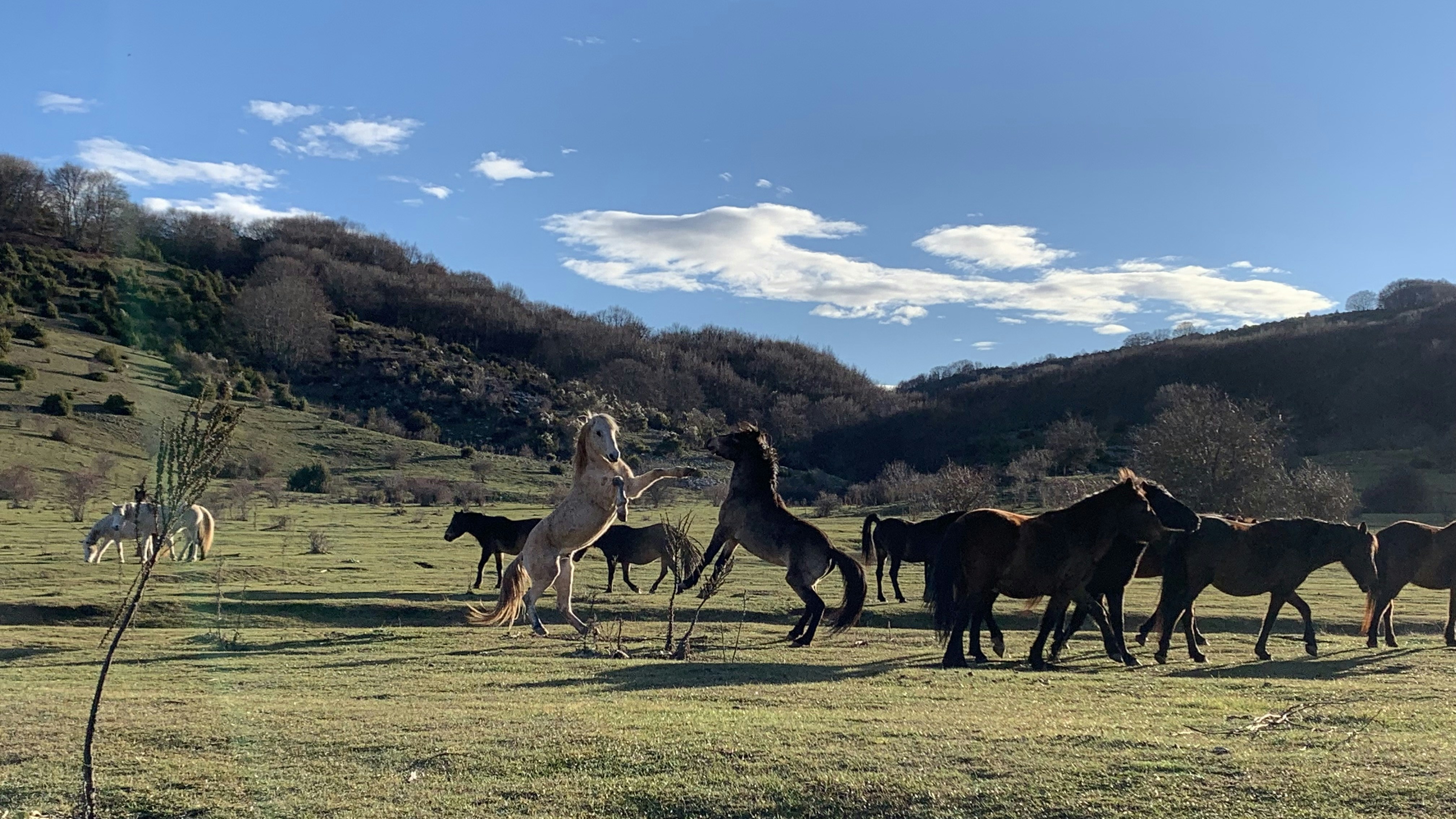 a herd of horses standing on top of a grass covered field