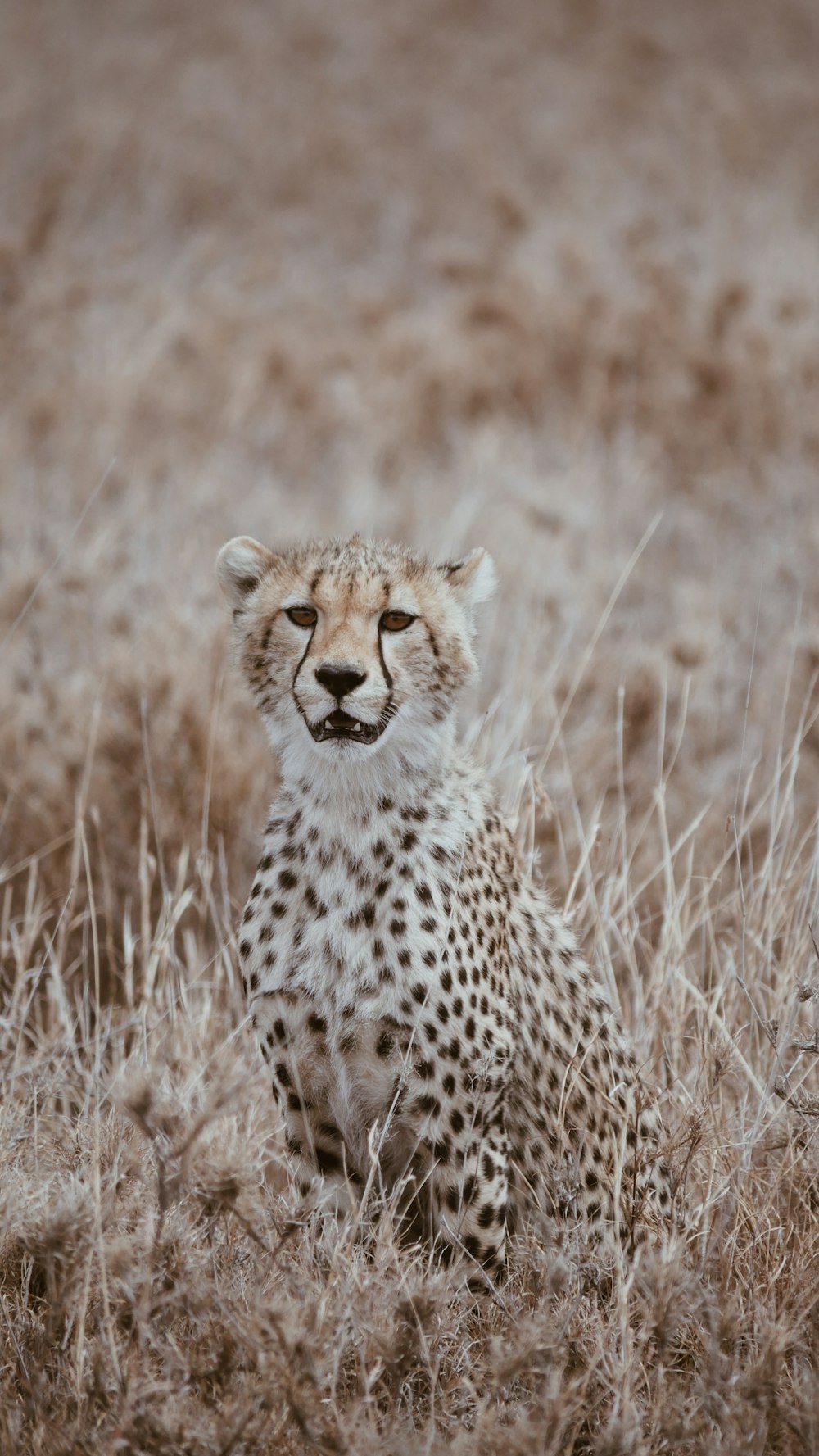 a cheetah sitting in the middle of a field