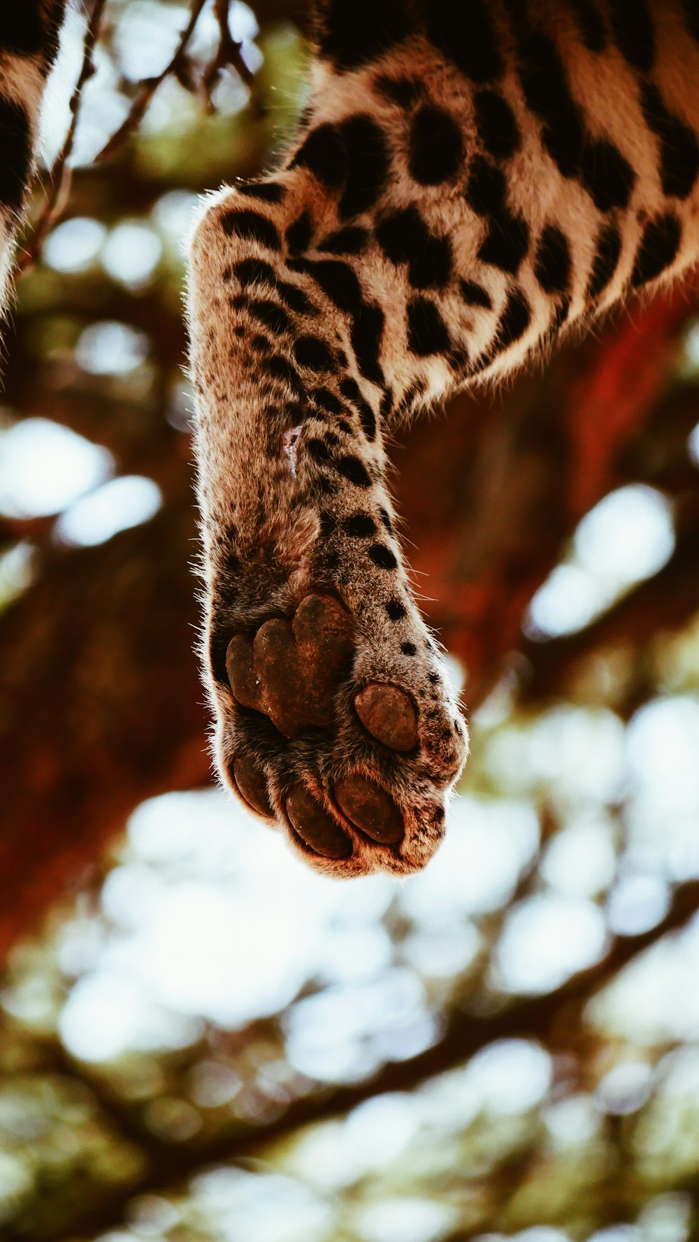 a close up of a giraffe's paw with trees in the background