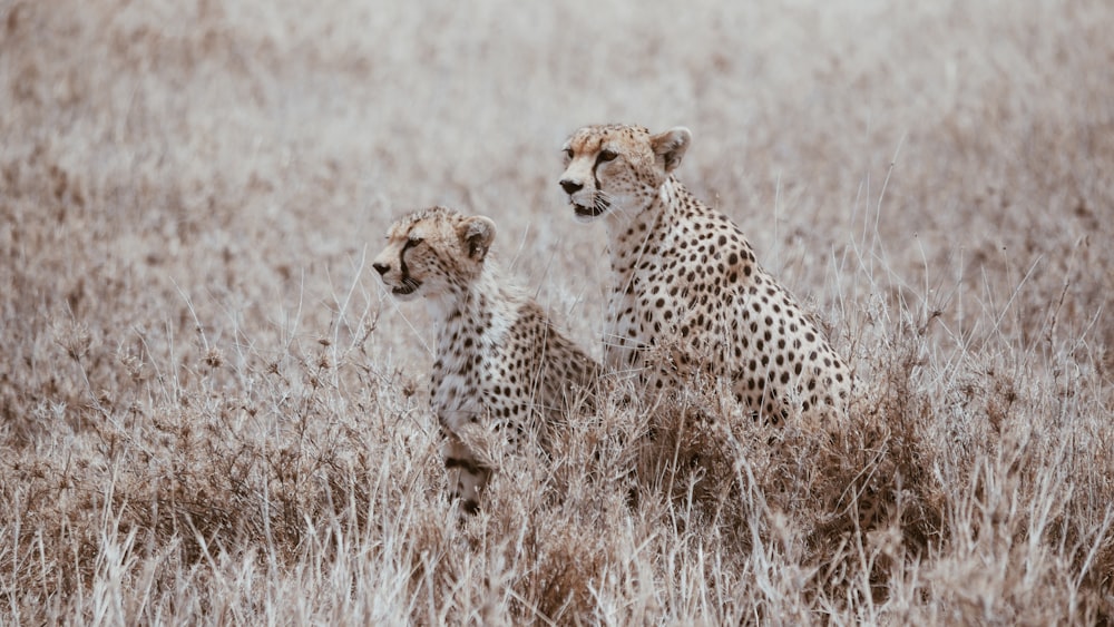 a couple of cheetah standing on top of a dry grass field