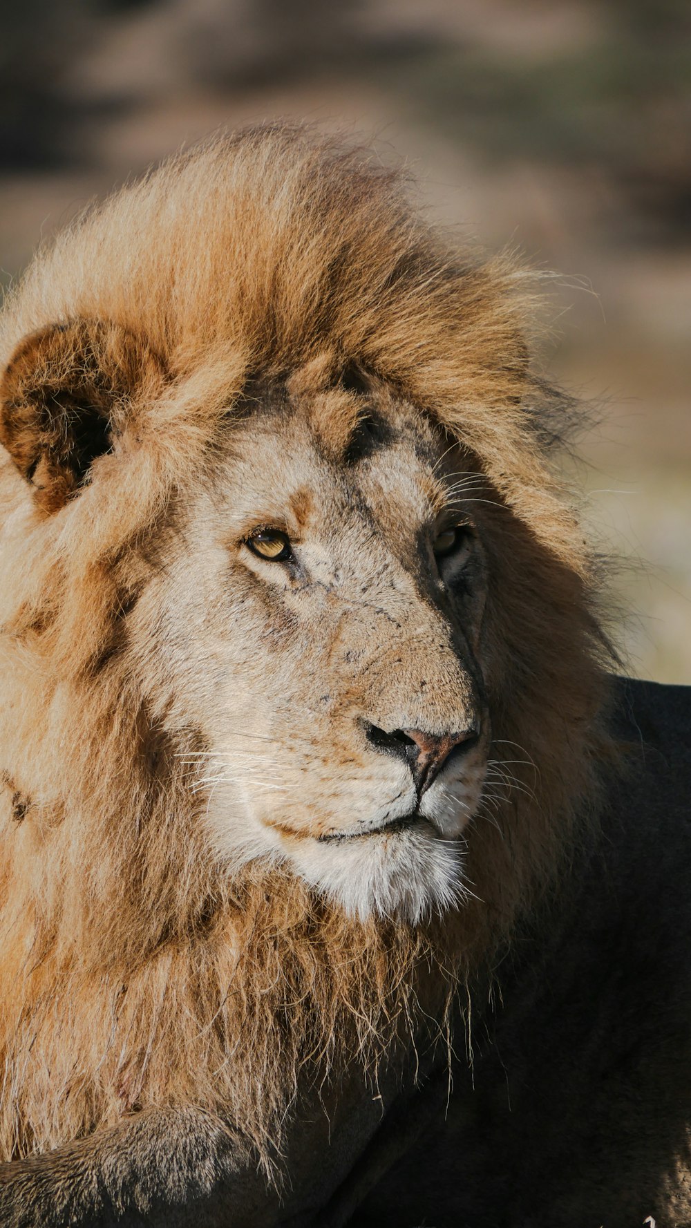 a close up of a lion laying on the ground