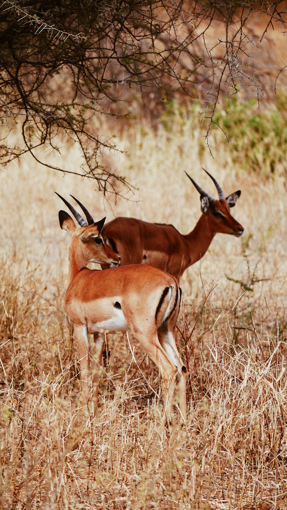 a couple of antelope standing next to each other on a dry grass field