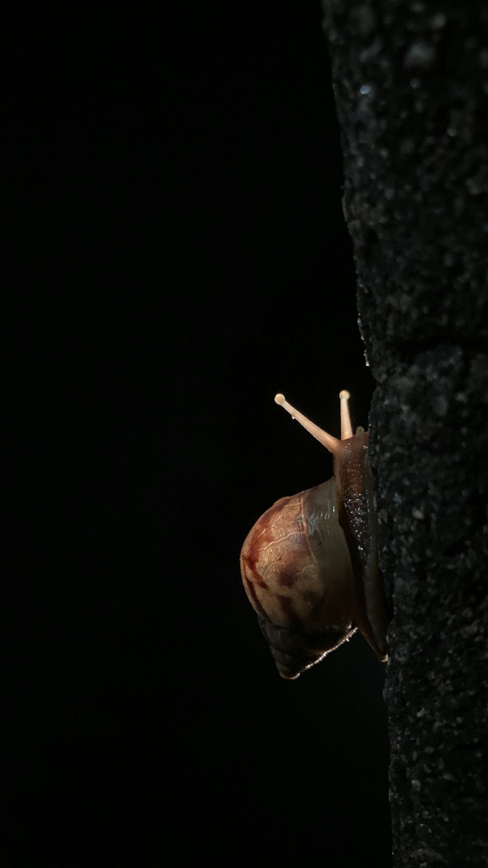 a close up of a snail on a rock