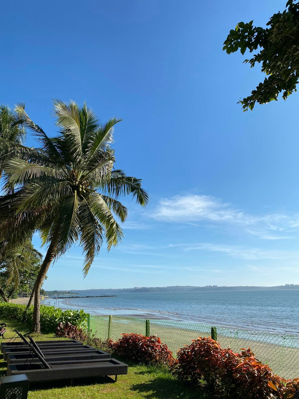 a view of a beach with a palm tree