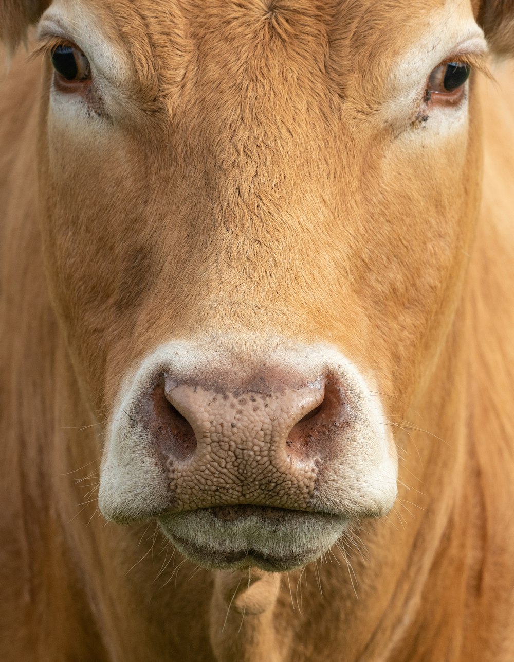 a close up of a brown cow's face