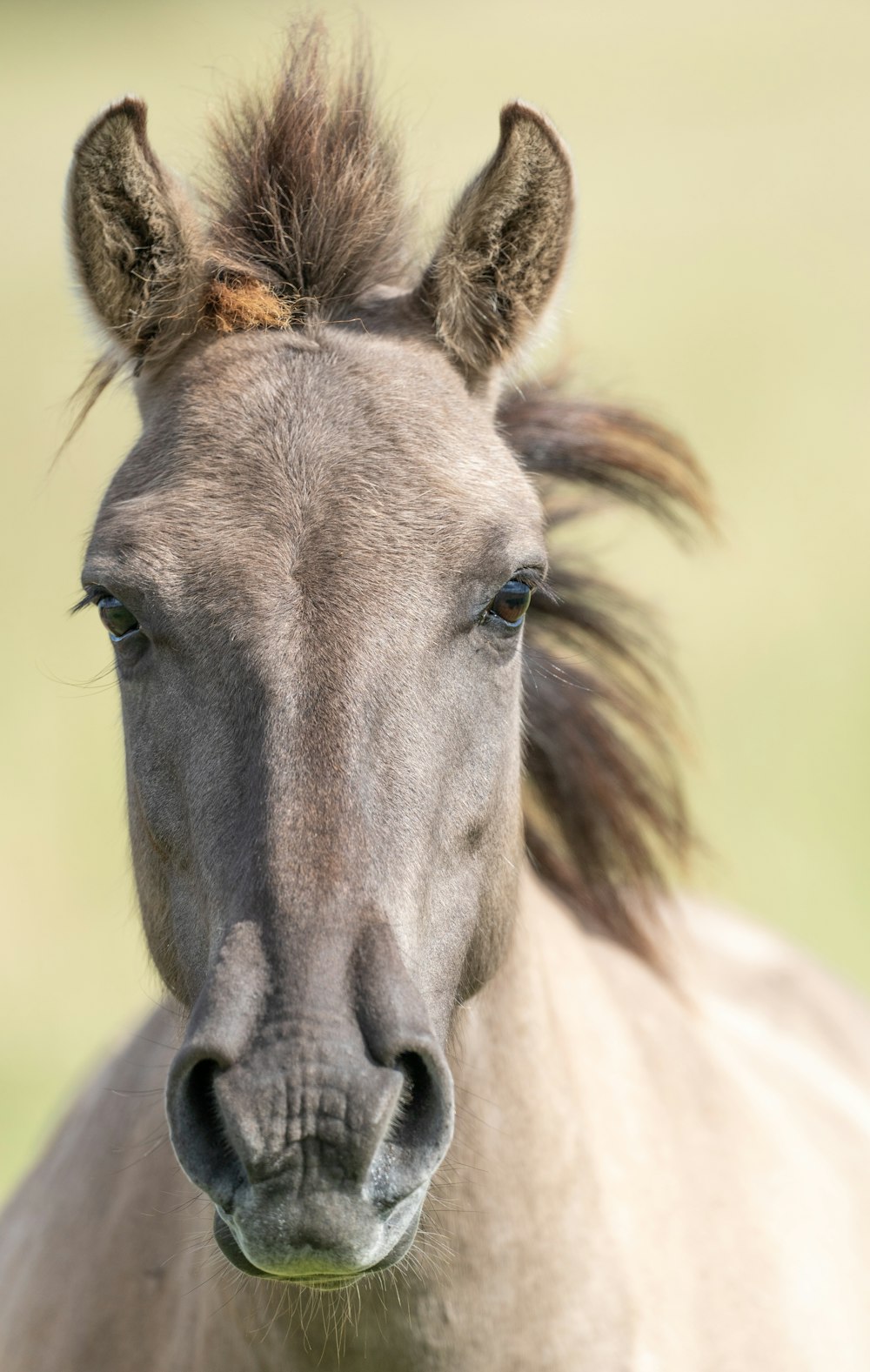 un gros plan d’un cheval avec un arrière-plan flou