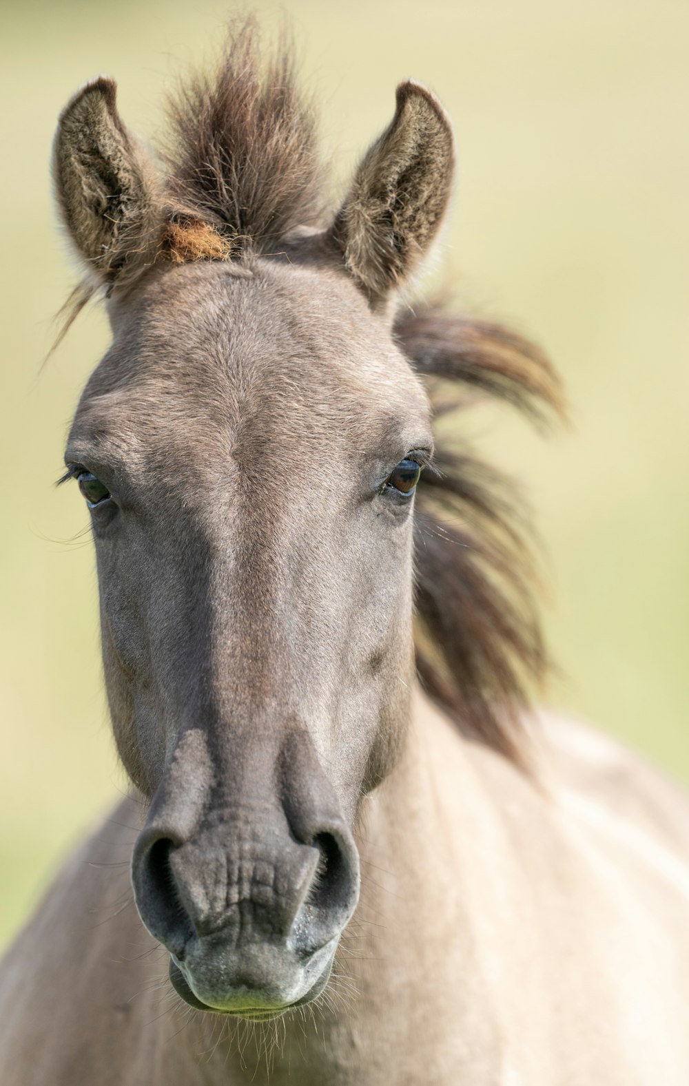a close up of a horse with a blurry background