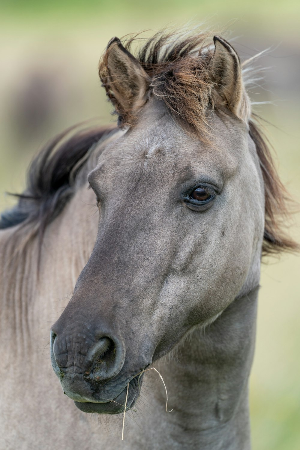 a close up of a horse with a blurry background