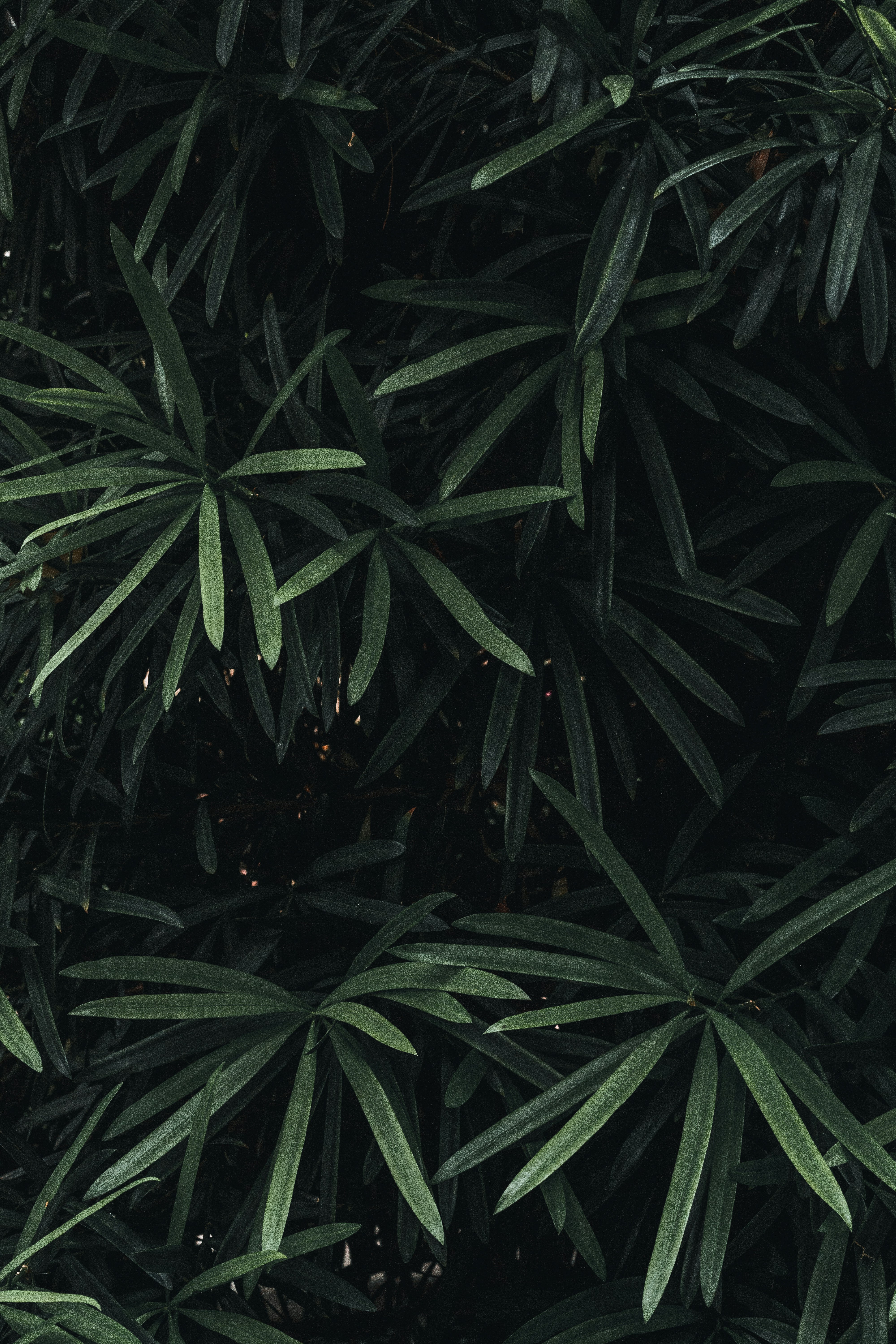 Photo by alexander_kaufmann