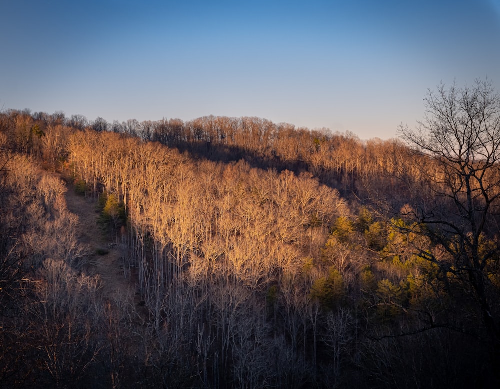 a hill covered in lots of trees next to a forest