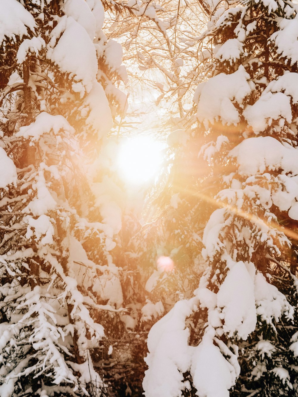 o sol está brilhando através das árvores cobertas de neve