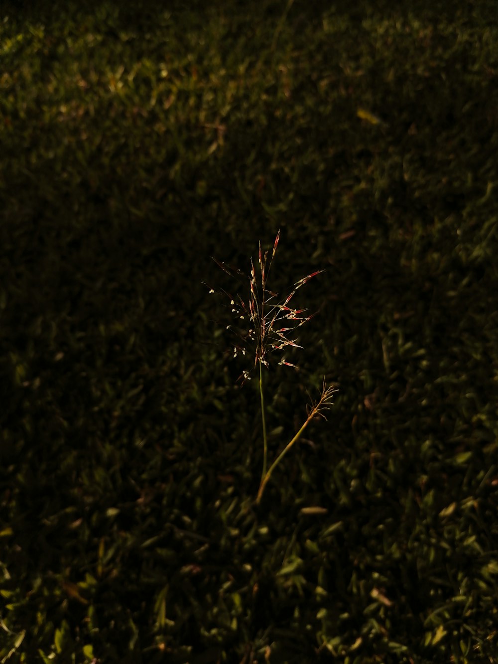 a single flower in the middle of a grassy field