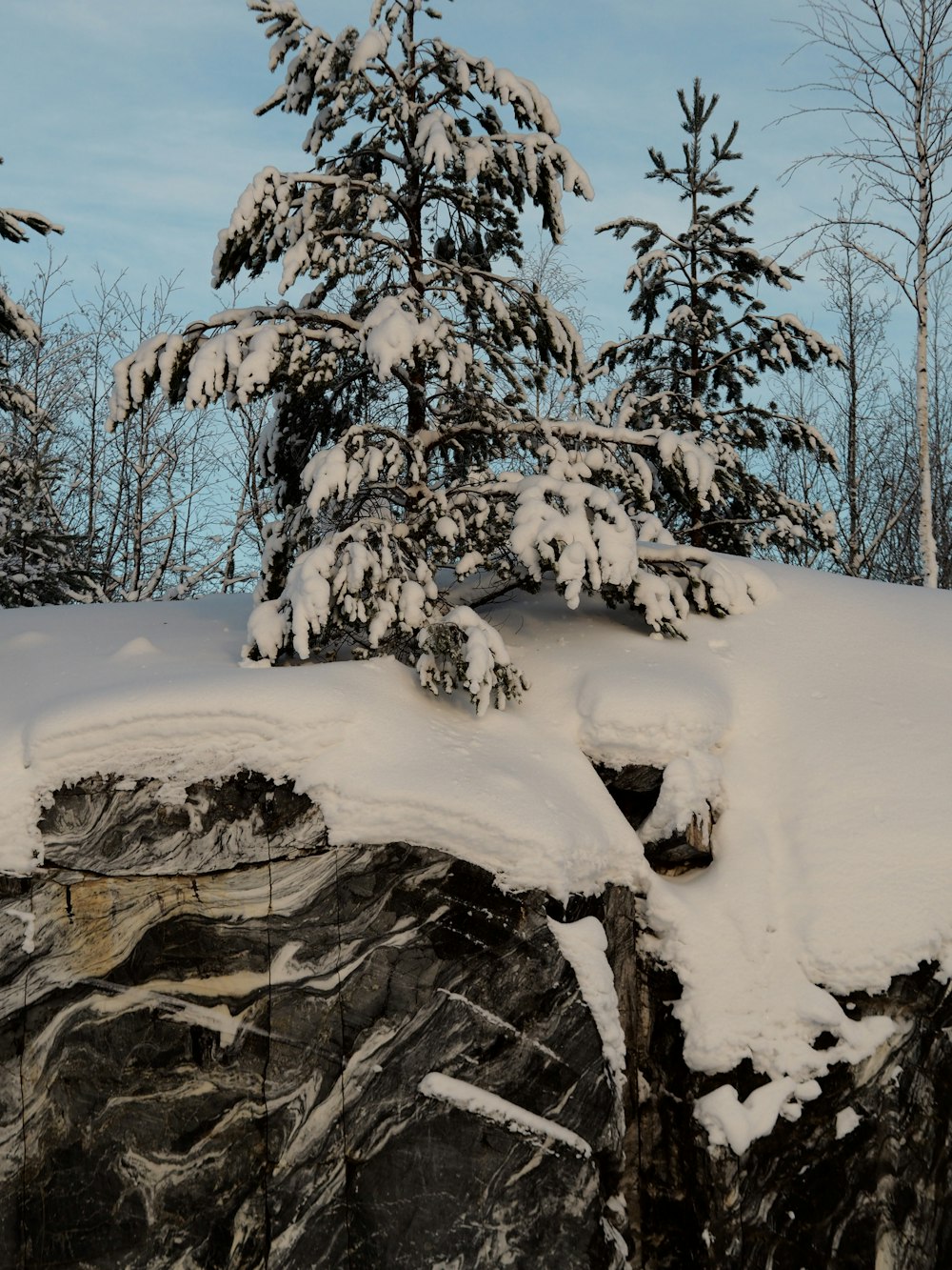 a snow covered tree sitting on top of a cliff