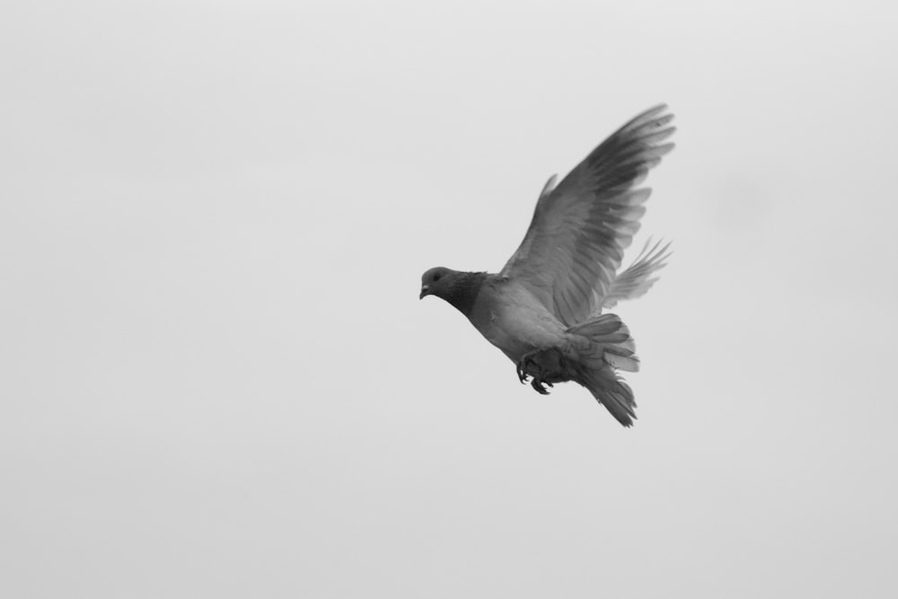 a black and white photo of a bird flying