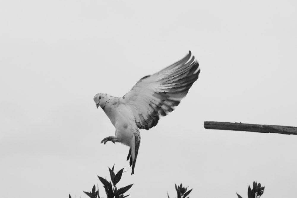 a black and white photo of a bird in flight