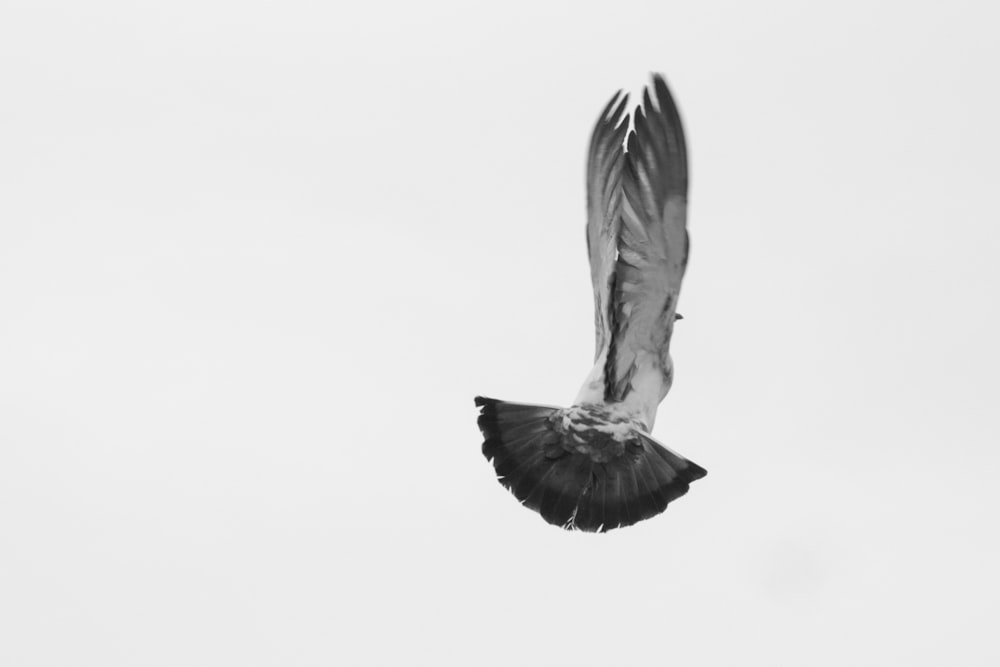 a black and white photo of a bird flying