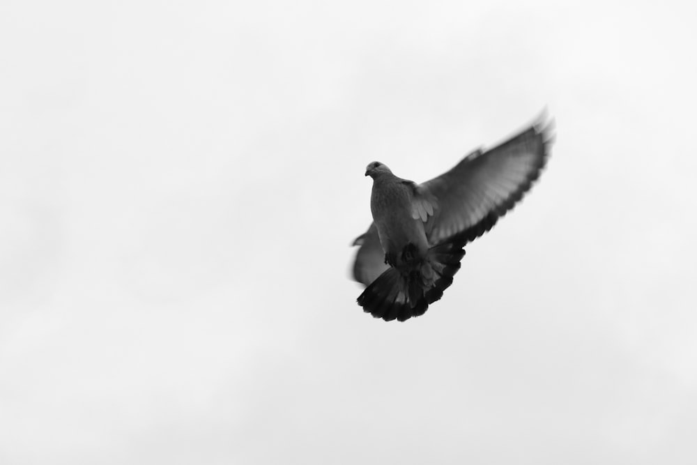 a black and white photo of a bird flying