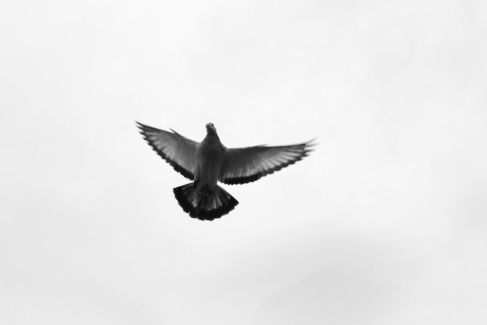 a black and white photo of a bird flying