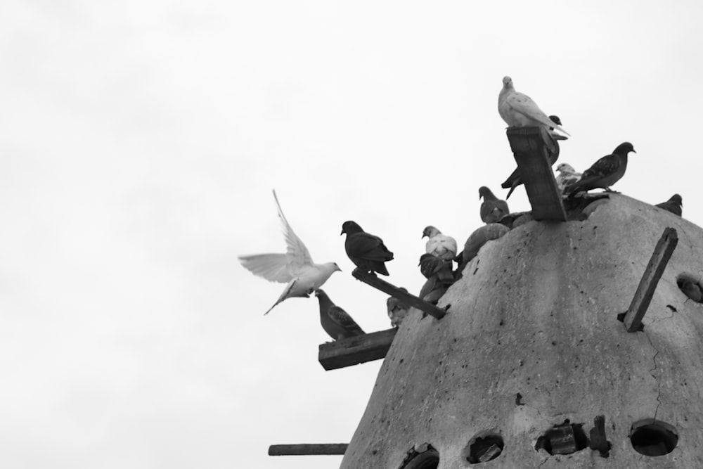 a flock of birds sitting on top of a cement structure