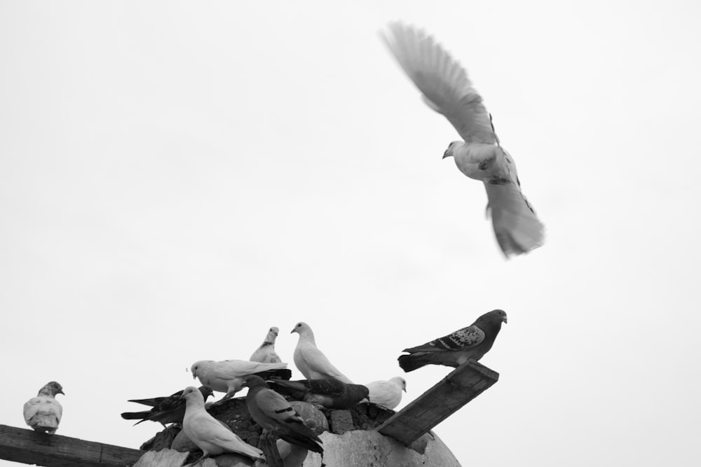 a flock of birds sitting on top of a roof