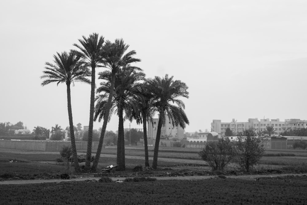 a black and white photo of palm trees in a field