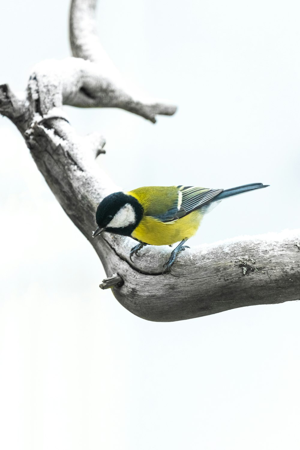 a bird sitting on a branch of a tree