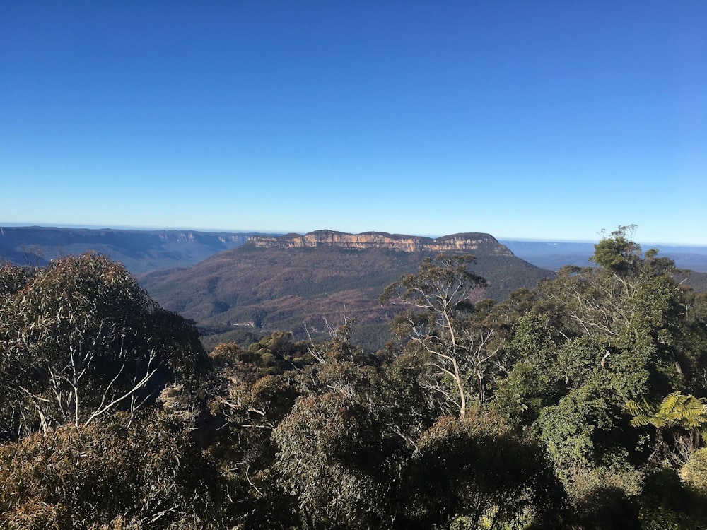 a view of the blue mountains from the top of a hill